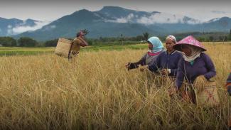 Women working in an Indonesian field